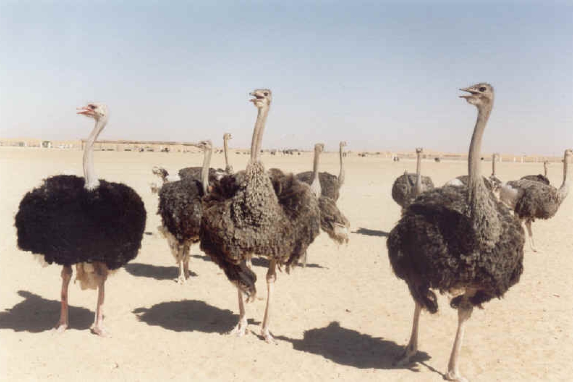 Όταν οι Βρετανοί έκαναν πόλεμο… με στρουθοκαμήλους