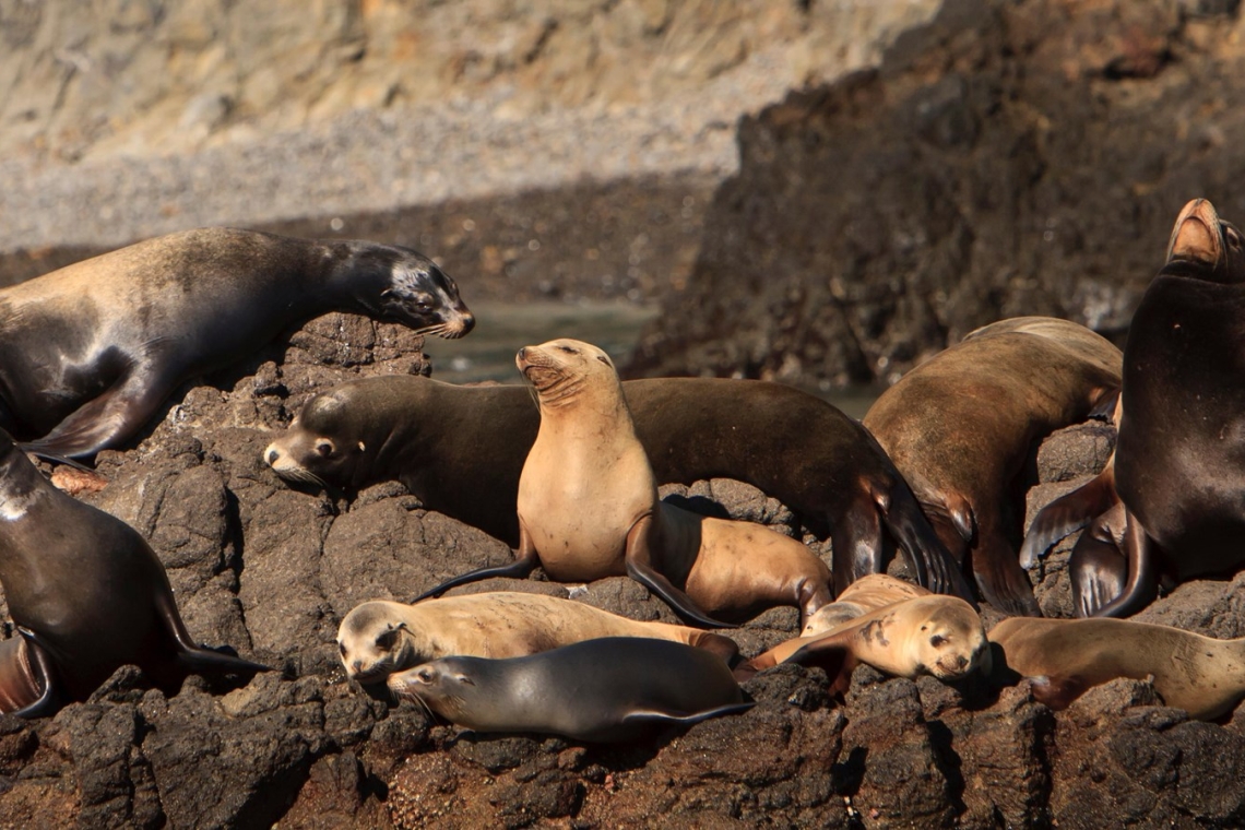 https://www.newsit.gr/wp-content/uploads/2025/04/sick-sea-lions-1200x630.jpg