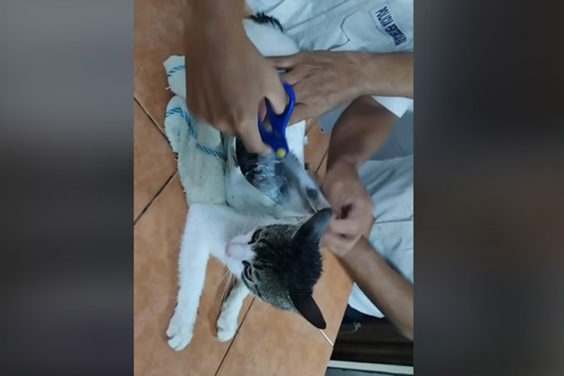 https://www.zougla.gr/Uploads/2025/05/20/catdr.jpg