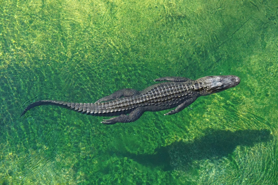 https://www.newsit.gr/wp-content/uploads/2025/06/florida-everglades-1200x630.jpg