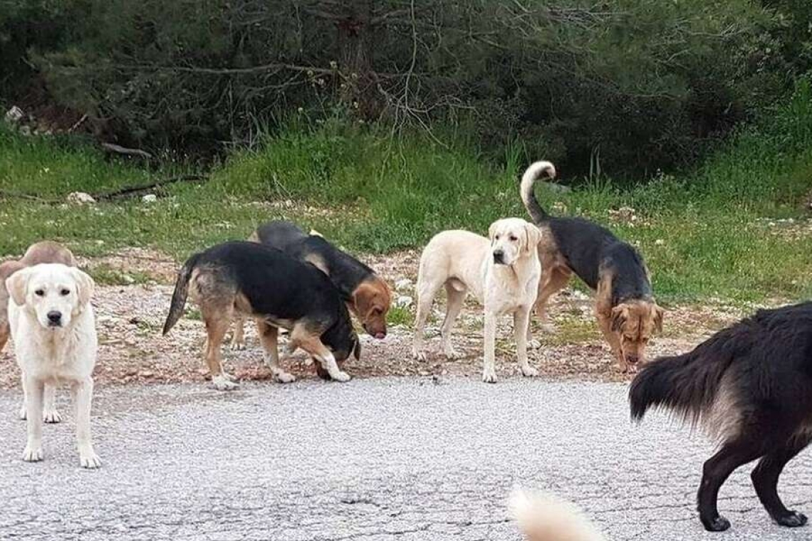 https://img.cnngreece.gr/img/1290/max/80/2024/01/02/dog-6403218_1280.jpg?t=ItR-sxJZMWB-VvUPz4FiwQ