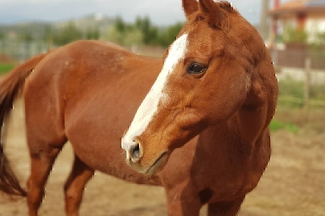 https://www.parapolitika.gr/images/640x360/1/jpg/files/2024-07-24/ekav_asthenoforo_larisa.jpg