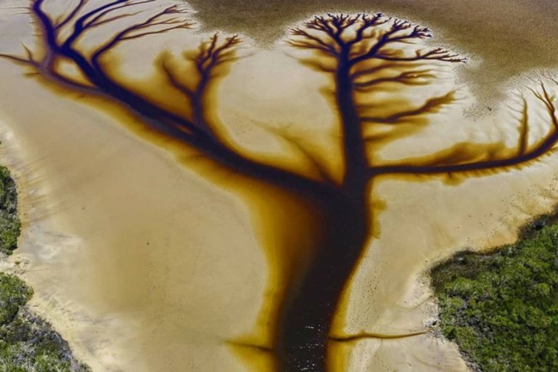 Το φαινόμενο των «αιμορραγούντων» δέντρων στην Αυστραλία