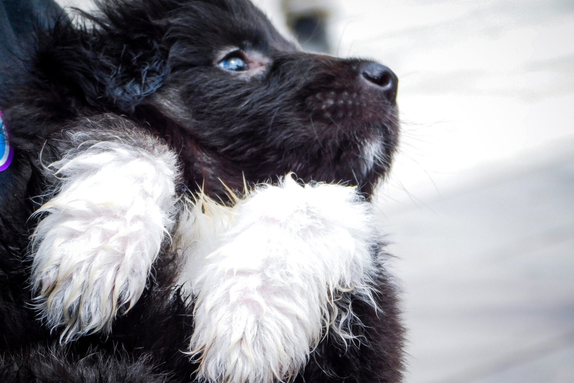 https://www.parapolitika.gr/images/640x360/jpg/files/2025-10-11/international-dog-shows.jpg