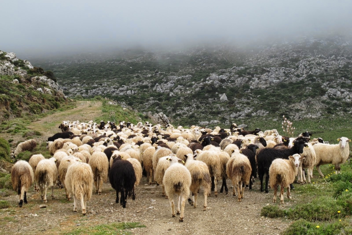 Συνέντευξη με τον επαγγελματία ζωικής παραγωγής, Αντώνη Κάμπουρα