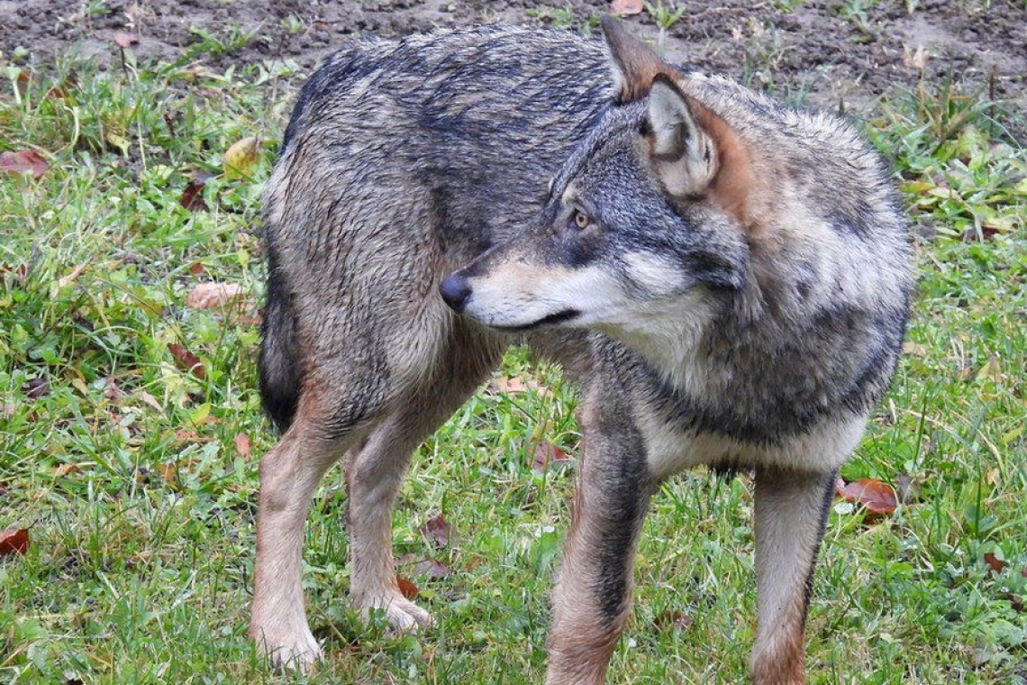 https://www.parapolitika.gr/images/640x360/jpg/files/2026-01-10/lykos-kataspakse-skylo-aigaleo.jpg